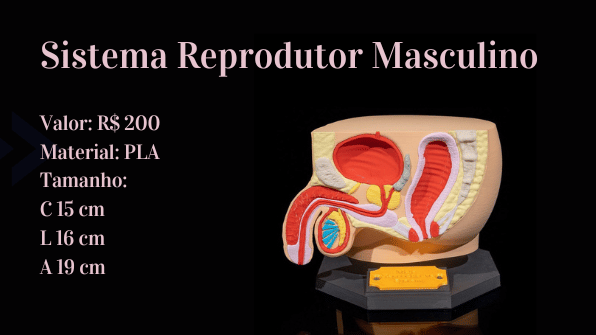 Sistema reprodutor masculino
