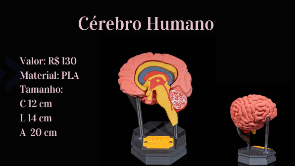 Cérebro humano