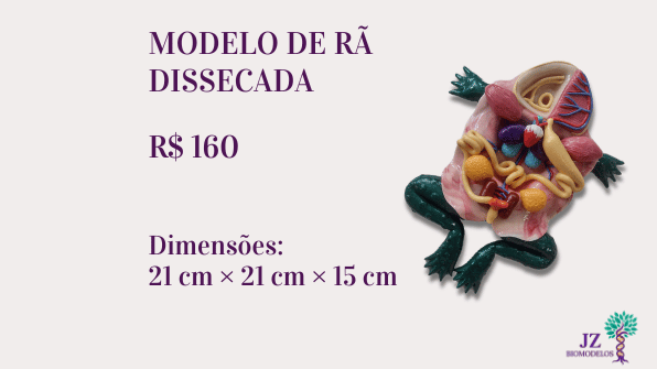 Modelo de rã dissecada
